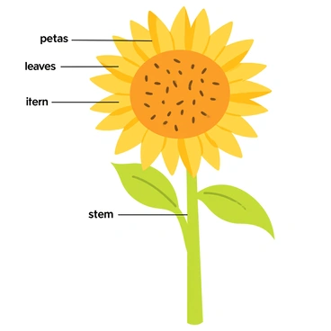 A botanical illustration of a sunflower with labeled parts