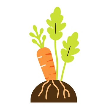 Carrot botanical