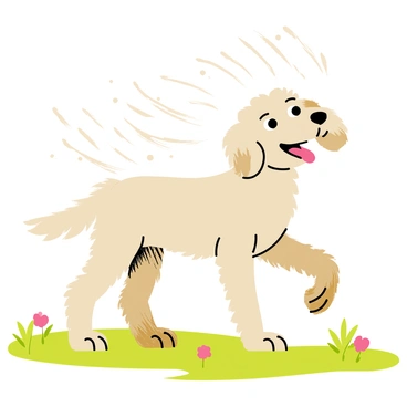 A wet labradoodle with curly fur is shaking off water droplets after playing in a muddy puddle. The dog's fur glistens as the sunlight reflects off the droplets. The background shows a grassy area with a few scattered flowers. Surrounding the labradoodle are splashes of water and mud flying in different directions from its vigorous shaking. The dog's expression is playful and happy, with its tongue out and ears flopping.