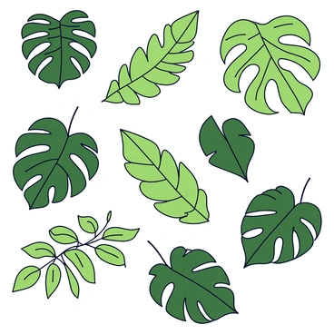 An array of tropical leaves displayed in various shapes and sizes. The leaves include large, broad monstera leaves with distinctive holes, slender and elongated palm leaves, and heart-shaped philodendron leaves. Each leaf has rich green hues with variations in shading and texture. The leaves are arranged in a scattered pattern against a white background, highlighting their unique forms and vibrant colors.