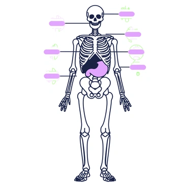 An illustration of a human skeleton positioned upright and facing forward. The skeleton is detailed, showcasing bones such as the skull, ribs, and limbs. Overlaying the skeleton is a transparent representation of vital organs. The heart, lungs, and stomach are clearly defined within the overlay, each organ highlighted for visibility. The illustration includes labels for each organ, with lines connecting the labels to their corresponding organs. The overall composition is clean and informative, providing a clear view of the human anatomy.
