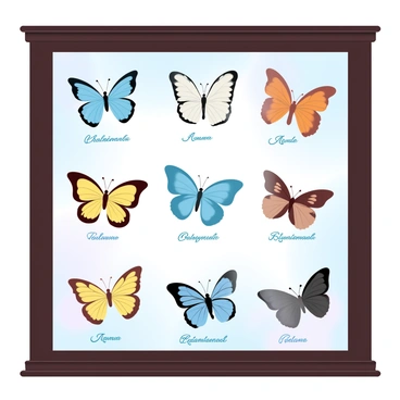 A display case with a dark wooden frame houses a collection of different butterfly species. Each butterfly is meticulously pinned with a small, delicate pin to highlight its unique characteristics. The butterflies showcase a variety of colors and patterns, including vibrant blues, yellows, oranges, and browns. The background of the display case features a soft gradient in pastel colors, enhancing the visual appeal of the butterflies. Labels underneath each specimen provide names and descriptions in elegant text. The glass front of the case allows for a clear view of the intricate details of each butterfly's wings.