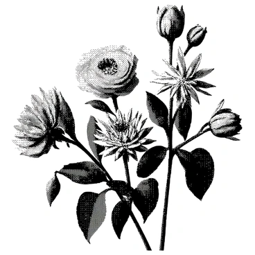 An engraved illustration features a variety of flowers arranged in a botanical layout. The composition includes detailed representations of roses, daisies, and tulips, showcasing their unique shapes and intricate petal structures. Each flower is placed with care, allowing for clear visibility of their individual features. The leaves accompanying the flowers exhibit fine veins and textures, enhancing the overall design. The background is kept simple to draw attention to the floral elements.