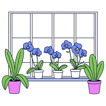 An indoor sanctuary with large windows allowing natural light to flood the space. The room features a variety of green plants surrounding the area. In the center, there is a collection of rare blue orchids in bloom, showcasing their vibrant petals and delicate shapes. The orchids are displayed in simple ceramic pots, arranged on a wooden shelf. Soft, warm light enhances the colors of the flowers, adding to the tranquil atmosphere.