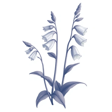 Foxglove
