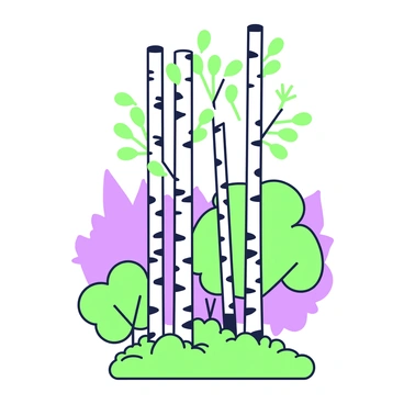 A cluster of slender birch trees with their distinctive white bark in a quiet forest