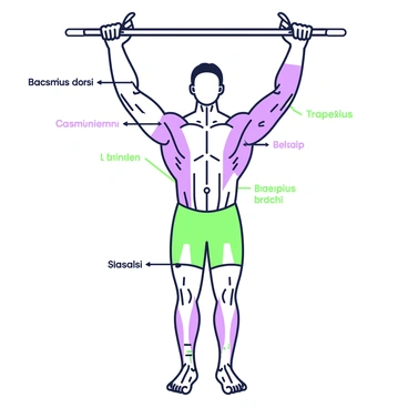 An anatomical drawing showcasing the human body in a dead hang position. The figure is suspended from a horizontal bar with arms fully extended above. The muscles engaged in this position are highlighted, including the latissimus dorsi, trapezius, and biceps brachii, with clear labels indicating each muscle group. The torso is upright, and the legs are extended downward, with subtle details showing the tension in the muscles. Additionally, there are lines and arrows illustrating the movement and force applied during the dead hang, creating a dynamic representation of the exercise.