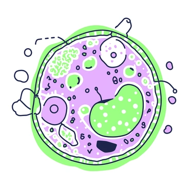A highly detailed illustration of a microscopic cell structure. The image showcases a central nucleus with distinct chromatin and a prominent nucleolus. Surrounding the nucleus, there is a network of endoplasmic reticulum, both rough and smooth, intricately detailed. Mitochondria, with their double membranes and inner folds, are scattered throughout the cytoplasm. Ribosomes, both free and attached to the rough endoplasmic reticulum, are depicted in clusters. The cell membrane is visible, featuring embedded proteins and lipid bilayer structures. Various organelles such as Golgi apparatus, lysosomes, and vesicles can be seen in the background, all meticulously illustrated to highlight their unique shapes and structures.