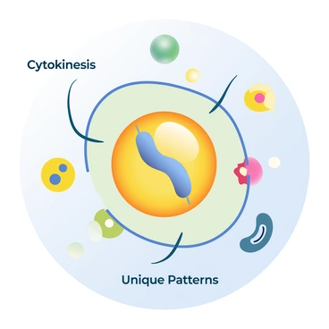 An illustration displays the process of cytokinesis, highlighting unique patterns formed during cell division. In the center, a dividing cell is shown, with a clear cleavage furrow becoming visible. The cell membrane is depicted as it pinches inwards, creating distinct shapes and lines in its surface. Surrounding the cell are various organelles, such as mitochondria and endoplasmic reticulum, illustrated with vibrant colors. The background features a soft gradient that transitions from light blue to pale green, enhancing the focus on the cellular details. Text labels are included, with "Cytokinesis" positioned at the top and "Unique Patterns" at the bottom, both in clear, legible font.