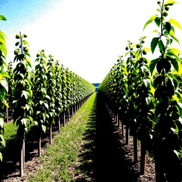 A lush field of hops stretches across the landscape, filled with tall green plants climbing trellises. The hops have densely packed clusters, showcasing their unique shapes and textures. In the distance, a clear blue sky fills the background, adding depth to the scene. The sunlight casts distinct shadows across the field, enhancing the overall vibrancy of the hops ready for harvest.