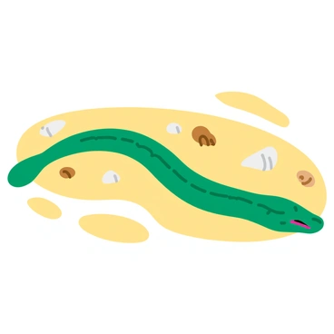 A long, green moray eel is gliding smoothly over a light tan sandy ocean floor. The eel's body is slender and covered with small, textured scales. The sandy floor is dotted with various seashells, including spiral-shaped and flat ones, in shades of white, beige, and light brown. Sunlight filters down from the water's surface, casting soft, dappled patterns on the sand. The moray eel's head is slightly raised, revealing its open mouth and sharp teeth, while its tail trails gracefully behind it.