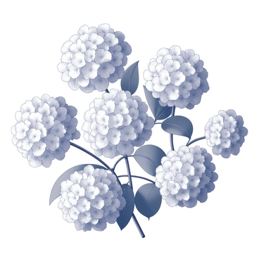 A collection of hydrangea flowers with round, clustered shapes, showcasing intricate petal structures. The flowers are arranged in various stages of bloom, some tightly closed and others fully open. Each flower head is surrounded by lush green leaves that contrast with the floral shapes. The scene captures the beauty and complexity of these blooms, with varying sizes and shapes of the clusters creating a dynamic composition.