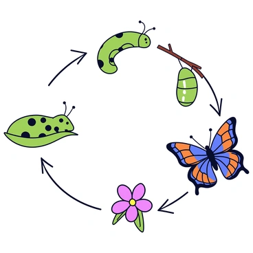 A detailed illustration depicting the life cycle of a butterfly. The first stage shows a green caterpillar with black spots, resting on a leaf. Next, the image transitions to a chrysalis, which is a green, shiny structure hanging from a branch. Finally, the illustration features a vibrant adult butterfly with bright blue and orange wings, perched on a flower. Each stage is clearly shown in a sequence, with arrows pointing from one stage to the next for clarity.