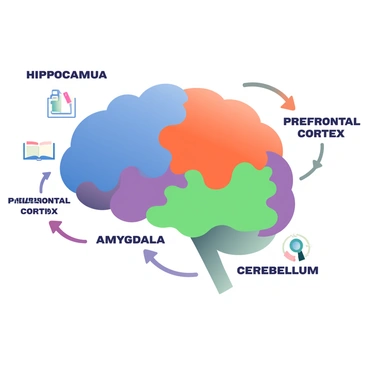 An illustration of brain regions labeled for memory storage and retrieval