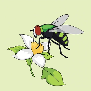 A close-up view of a small fruit fly with iridescent green and black body, perched delicately on a tiny white flower. The flower has several delicate petals with a yellow center, surrounded by bright green leaves. The fly is extending its proboscis towards the flower's nectar, showcasing its intricate eye structure and tiny wings. The background is softly blurred, emphasizing the details of the fruit fly and the flower.