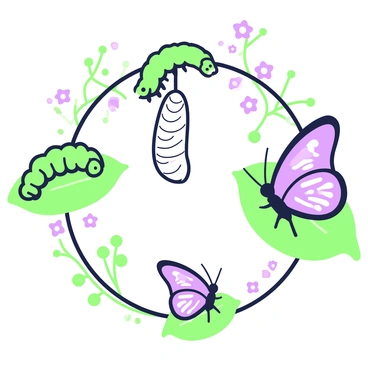 The life cycle of a butterfly from caterpillar to chrysalis to adult