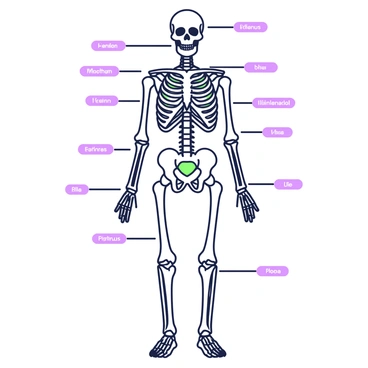A full human skeleton is positioned in an upright stance. Each bone is distinctly labeled with clear text. The skull is visible at the top, with labels for the cranium and mandible. The rib cage is prominent, with individual ribs labeled, alongside the sternum. The spine is depicted in detail, with each vertebra marked. The pelvis shows the ilium, ischium, and pubis labeled. The arms and legs are extended, with the humerus, radius, and ulna in the arms labeled, and the femur, tibia, and fibula labeled in the legs. The labeling is consistent and easy to read, enhancing clarity.