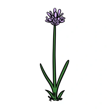 Chives