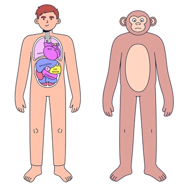 A side-by-side illustration displaying human anatomy on the left and primate anatomy on the right. The human figure has a detailed outline with labeled organs such as the heart, lungs, and brain. The primate figure matches in posture, showcasing similar organs with labels. Each figure stands on a plain background, allowing clear visibility of anatomical features. The human figure is depicted in a neutral skin tone, while the primate figure has a fur texture represented in a subtle shade.