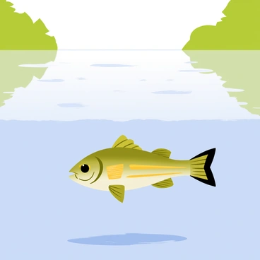 A still lake with smooth, glassy water reflecting the surrounding trees and sky. Below the surface, a walleye with olive green skin and horizontal golden stripes swims gracefully. The walleye's fins are spread wide as it navigates through the clear water, creating gentle ripples. The sunlight filters through the water, illuminating the fish and casting soft shadows on the lakebed below.