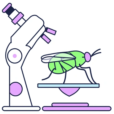 A Drosophila is positioned under a microscope, showcasing its intricate features in detail. The body of the Drosophila is visible with distinct segments, including large multifaceted eyes and delicate, transparent wings. The antennae are elongated and finely segmented. The microscope's lens is prominent, focusing on the specimen, with light reflecting off its surface. The background includes the base of the microscope and a clear glass slide beneath the fly, emphasizing the scientific setting.