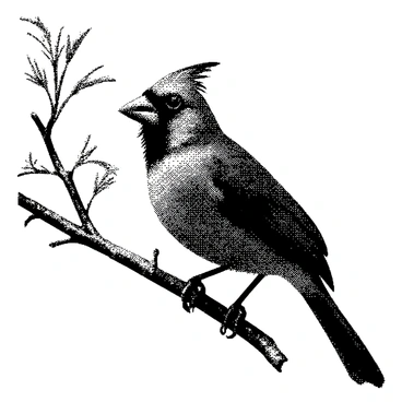 Vintage cardinal