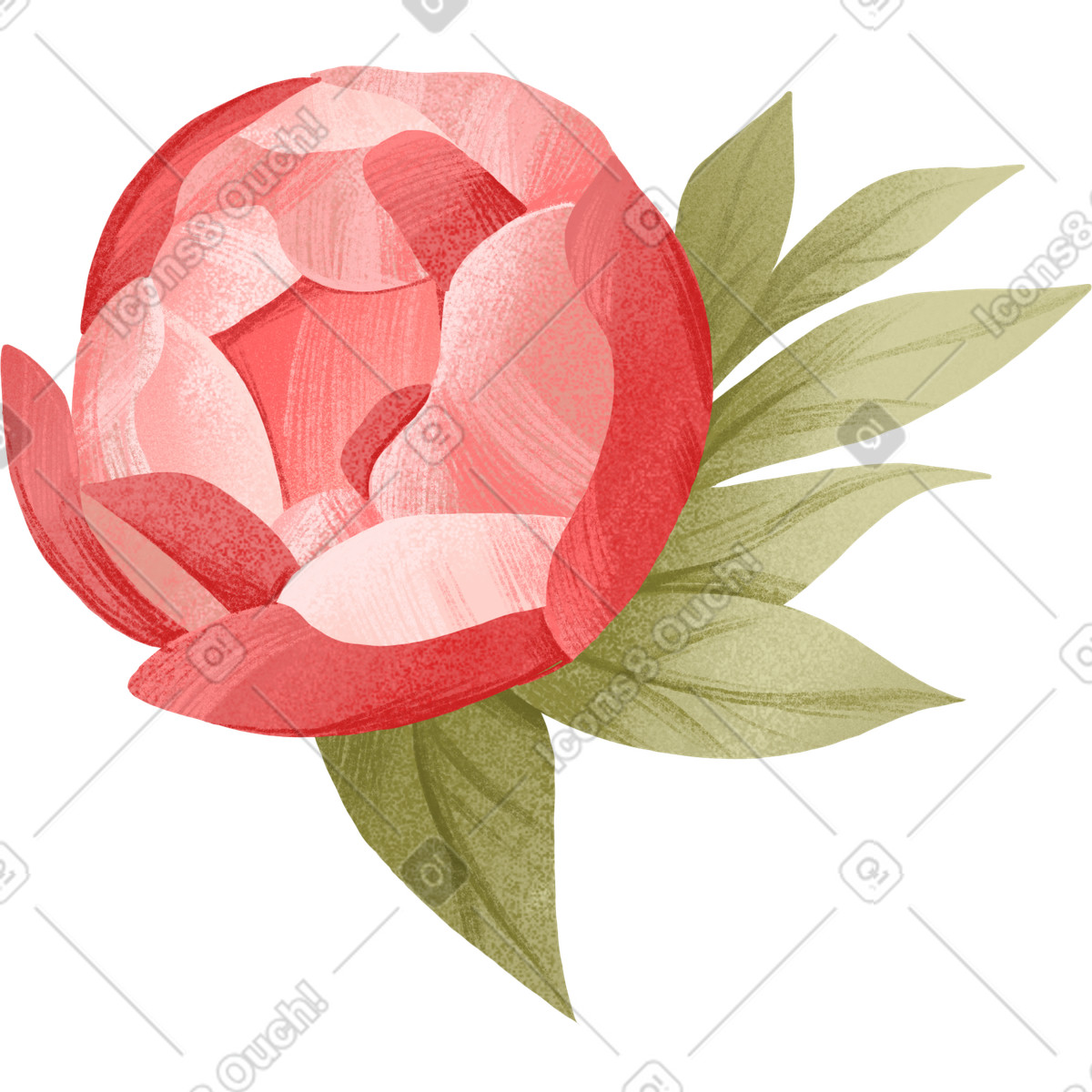 Illustration Bourgeon d'ouverture d'une petite pivoine avec des feuilles dans le style Floral à télécharger aux formats PNG, SVG