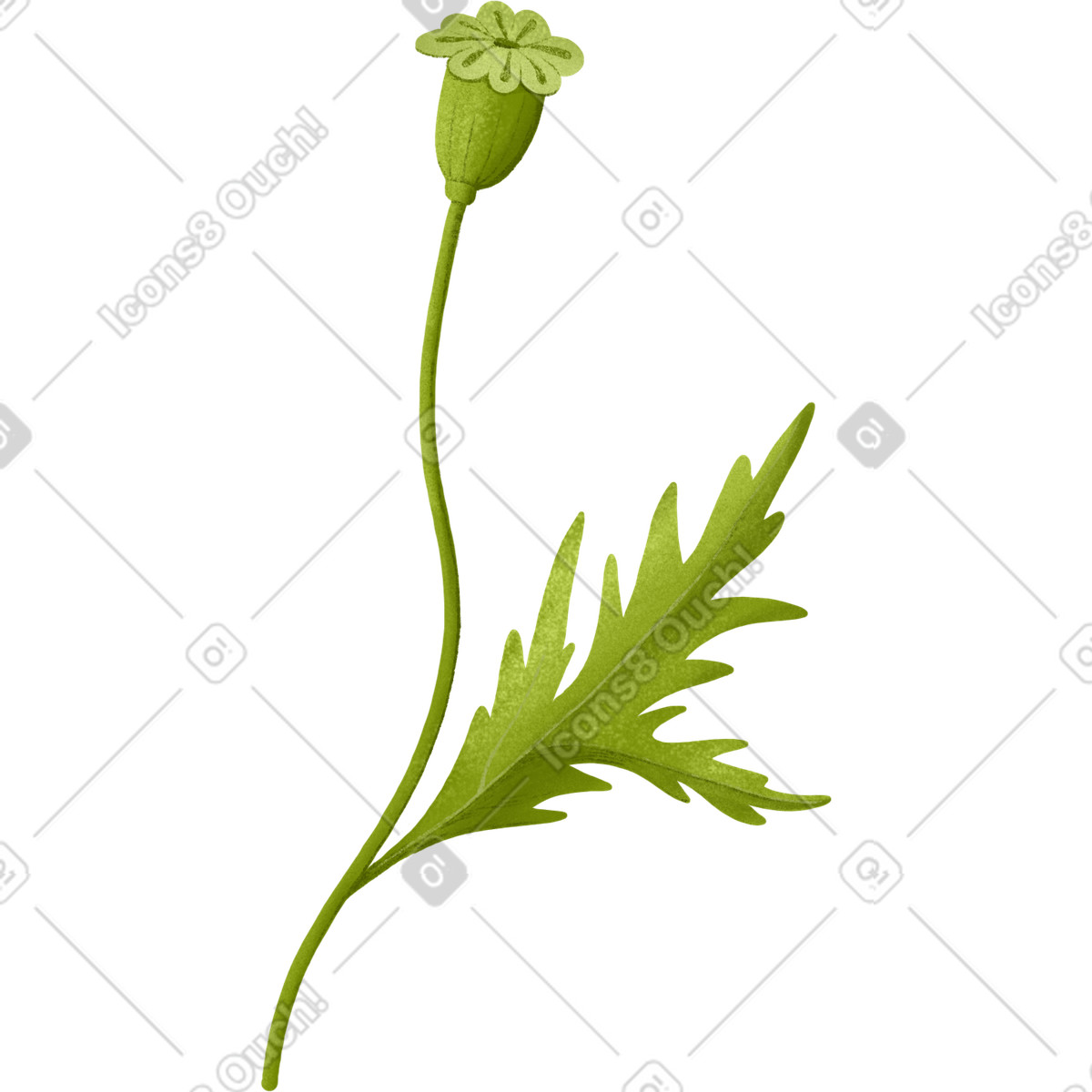 Green poppy head with seeds illustration in Floral style download in PNG, SVG