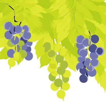 A close-up view of grapevines showcasing vibrant green leaves that are rich in detail. The leaves are textured, displaying veins and a healthy sheen. Clusters of ripe grapes hang from the vines, their deep purple and green hues glistening in the light. The grapes show subtle variations in color, with some turning a darker shade as they approach full ripeness. The background is softly blurred to emphasize the intricate details of the leaves and grapes.