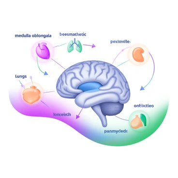 Illustrate the role of the medulla oblongata in parasympathetic regulation
