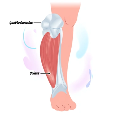 A detailed anatomical diagram of the calf muscles is displayed, showcasing the various muscle groups, including the gastrocnemius and soleus muscles. The muscles are illustrated in gradient pastel colors, highlighting their shapes and contours. Labels are clearly marked to identify each muscle. The background features a subtle gradient, enhancing the visibility of the diagram. The diagram includes a side view of a human leg, providing context for the location of the calf muscles within the leg.