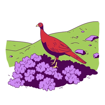 A red grouse is perched gracefully on a patch of blooming heather on a hillside. The heather is in full bloom, displaying a vibrant tapestry of purple flowers that contrast beautifully with the rich red feathers of the grouse. In the background, the hillside gently slopes, covered in lush green grass, with a few scattered rocks adding texture to the scene. The grouse looks alert, with its beady eyes scanning the surroundings, creating a harmonious connection between the bird and its natural habitat.