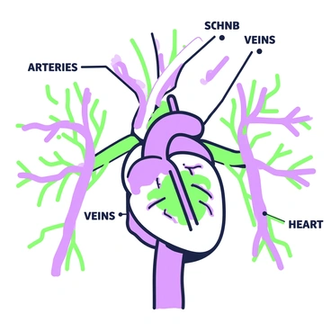 An illustration of the human circulatory system is displayed prominently. The design includes detailed representations of arteries and veins throughout the body. The arteries are depicted in a branching pattern, clearly demonstrating their path from the heart. The veins are shown alongside the arteries, illustrating their return route to the heart. The heart itself is centrally located, filled with intricate details, pumping blood through the network. Each component is accentuated with green outlines to highlight the structure and flow of the circulatory system. Labels identify key parts such as "arteries," "veins," and "heart," providing a clear educational context for the viewer.
