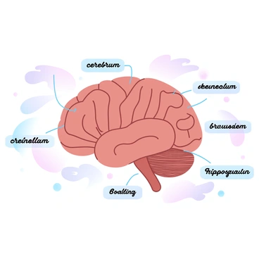 A detailed anatomical diagram of a human brain with labeled parts