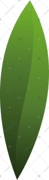 Une petite feuille verte PNG, SVG
