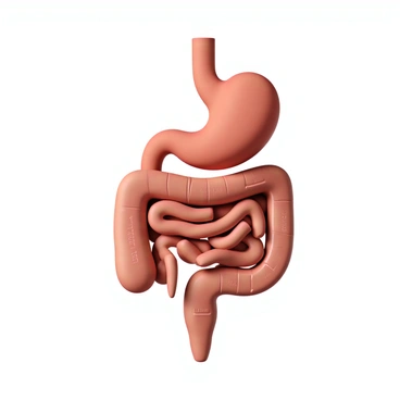 An educational illustration of the human digestive system, prominently featuring the "stomach" and "intestines." The stomach is depicted as a large, muscular organ, showing its shape and texture. The intestines are represented in their elongated and coiled form, with clear sections for the "small intestine" and "large intestine." The illustration includes arteries and veins for better anatomical understanding, with labels for each part, ensuring clarity and educational value. The overall color scheme is anatomical and realistic, enhancing the detail and accuracy of the representation.