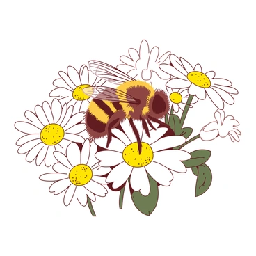 A yellow honeybee is delicately perched on a vibrant cluster of white blooming daisies. The bee's wings are slightly spread, showcasing their intricate veining. Each daisy displays bright yellow centers surrounded by lush white petals. The scene captures the bee as it extends its proboscis into the center of a daisy, gathering nectar. In the background, additional daisies create a soft floral tapestry, enhancing the colorful interaction between the honeybee and the flowers.