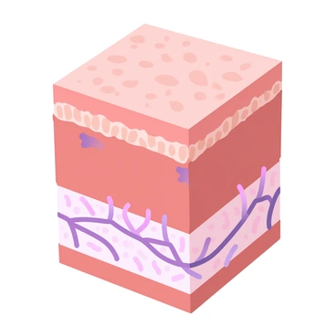 A detailed cross-section of human skin is displayed, showcasing various layers. The outermost layer, the epidermis, is illustrated with visible lipid layers interspersed within it. The epidermis appears textured, with cells organized in distinct rows. Below the epidermis, the dermis is depicted, featuring connective tissue and blood vessels. The various shades of the skin layers reflect gradient pastel colors, enhancing the overall visual appeal.