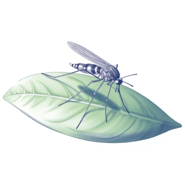 A close-up view of a mosquito approaching a green leaf. The mosquito has intricate body segments and delicate wings, showcasing its fine details as it prepares to land. The leaf is textured with vein patterns, and its edges show signs of dew droplets glistening in the light. The background is softly blurred to emphasize the mosquito and the leaf in the foreground.