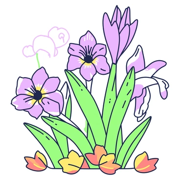 Gladiolus