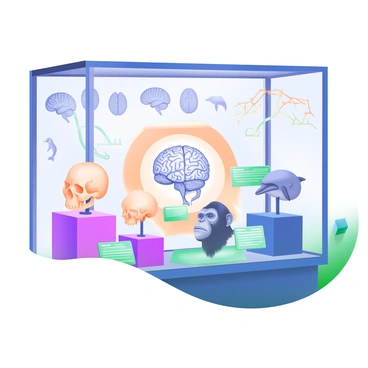 A display in a natural history museum showing the evolution of the prefrontal cortex in different species