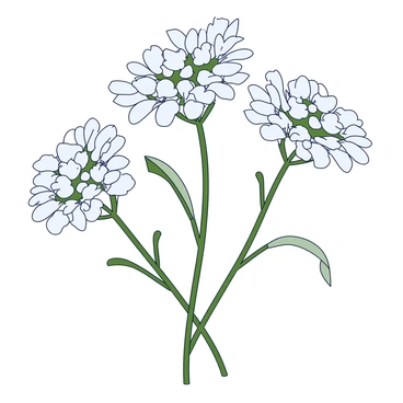 Queen anne s lace