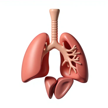 A detailed illustration of the human respiratory system. The image prominently features the "trachea," a tube-like structure extending from the throat. The "lungs" are shown on either side of the trachea, displaying their spongy texture and lobed structure. The bronchial tubes branch out from the trachea into the lungs. The diaphragm is visible beneath the lungs, indicating its role in respiration. Additional details include blood vessels and alveoli, showcasing the intricate network involved in gas exchange. The overall composition emphasizes the connectivity and function of each component.