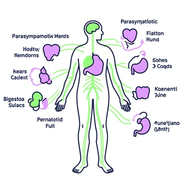 An illustration connecting the parasympathetic nerves to various organs