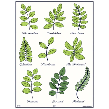 A vintage-style botanical poster displaying various types of ferns. Each fern is illustrated with detailed, intricate leaves showcasing different shades of green. The poster includes several species of ferns, arranged harmoniously across the design. Below each fern, there are scientific labels in elegant, classic font that identify the species. The overall background of the poster has a subtle, textured look that enhances the vintage aesthetic.
