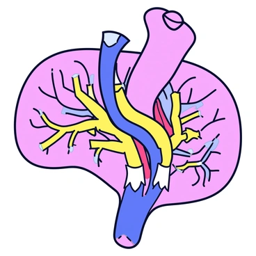 A detailed illustration of the vascular network within a placenta. The placenta is shown with its characteristic shape, featuring multiple lobes. The intricate blood vessels are depicted in a variety of colors, showing the branching and interconnecting pathways. The surface of the placenta has a textured appearance, indicating the placental tissue. The background is kept simple to emphasize the complexity of the vascular network.