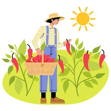 A farmer wearing a straw hat and a plaid shirt is harvesting bright red chili peppers in a green field. The farmer is holding a wicker basket filled with fresh, vibrant chili peppers, showcasing their glossy texture. Surrounding the farmer, there are rows of leafy green plants, each pepper hanging from the branches. The sun is shining brightly in the sky, casting a warm light over the scene.