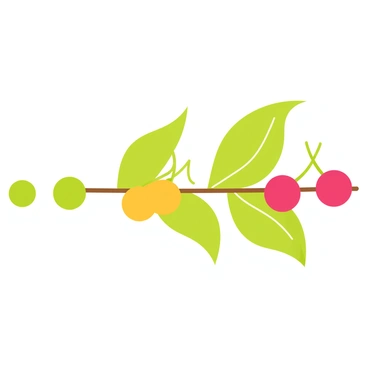 Illustrate the different stages of a coffee cherry's growth on a branch