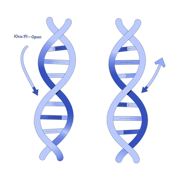 An illustration depicting hydrogen bonds between DNA base pairs. Two strands of the DNA double helix are represented, with nucleotide base pairs clearly visible. Each pair consists of adenine paired with thymine, and cytosine paired with guanine. The hydrogen bonds are illustrated as dashed lines connecting the complementary bases, emphasizing their role in holding the two strands together. The sugar-phosphate backbone of the DNA strands is shown on either side, with directional arrows indicating the antiparallel orientation of the strands.