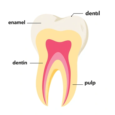 A detailed diagram of a tooth with labeled parts like enamel, dentin, and pulp